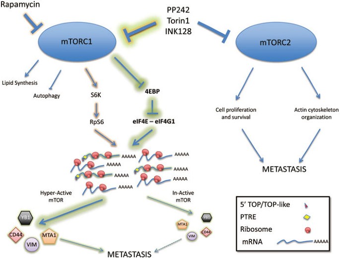 mTOR translation regulation